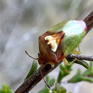 Eupolemus angularis at Aranda, ACT - 20 Nov 2024