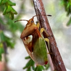 Eupolemus angularis at Aranda, ACT - 20 Nov 2024