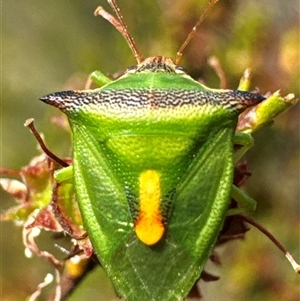 Cuspicona thoracica (Shield bug) at Aranda, ACT by Jubeyjubes