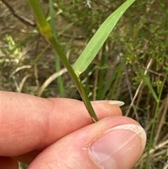 Dichelachne crinita at Aranda, ACT - 20 Nov 2024