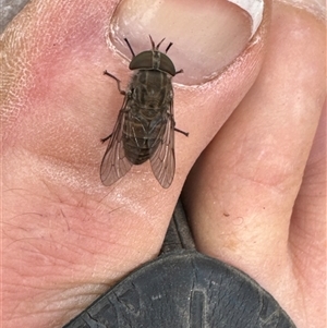 Dasybasis sp. (genus) at Aranda, ACT - 20 Nov 2024 10:32 AM