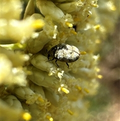 Anthrenus verbasci (Varied or Variegated Carpet Beetle) at Aranda, ACT - 19 Nov 2024 by Jubeyjubes