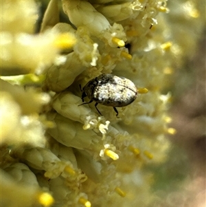 Anthrenus verbasci at Aranda, ACT - 20 Nov 2024 10:20 AM