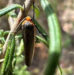 Palaeosia bicosta (Two-ribbed Footman) at Aranda, ACT - 19 Nov 2024 by Jubeyjubes