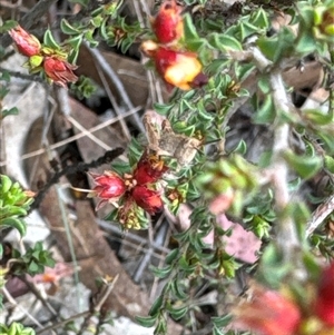 Phaulacridium vittatum at Aranda, ACT - 20 Nov 2024 10:16 AM