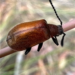 Ecnolagria grandis (Honeybrown beetle) at Aranda, ACT - 19 Nov 2024 by Jubeyjubes