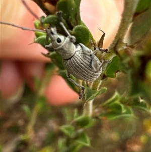 Merimnetes oblongus (Radiata pine shoot weevil) at Cook, ACT by Jubeyjubes