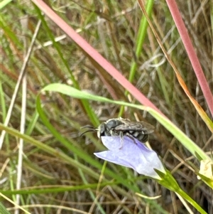 Lasioglossum (Chilalictus) sp. (genus & subgenus) at Aranda, ACT - 20 Nov 2024