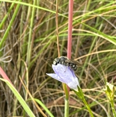 Lasioglossum (Chilalictus) sp. (genus & subgenus) at Aranda, ACT - 20 Nov 2024