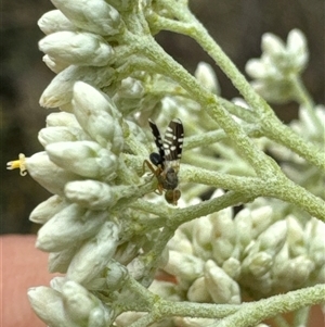 Spathulina acroleuca at Aranda, ACT - 20 Nov 2024