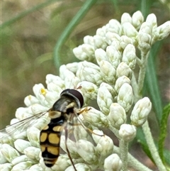 Simosyrphus grandicornis (Common hover fly) at Cook, ACT - 19 Nov 2024 by Jubeyjubes