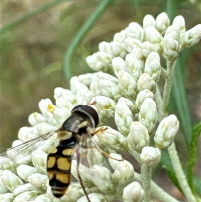 Simosyrphus grandicornis (Common hover fly) at Cook, ACT - 19 Nov 2024 by Jubeyjubes