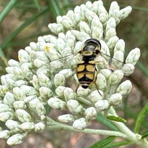 Simosyrphus grandicornis at Cook, ACT - 20 Nov 2024 09:49 AM