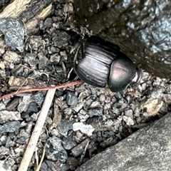 Onthophagus australis (Southern dung beetle) at Cook, ACT - 19 Nov 2024 by Jubeyjubes