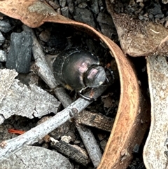 Onthophagus australis at Cook, ACT - 20 Nov 2024 09:47 AM