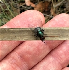 Calliphoridae (family) (Unidentified blowfly) at Cook, ACT - 20 Nov 2024 by Jubeyjubes