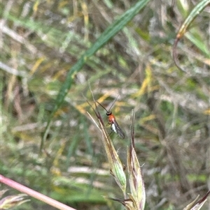 Braconidae (family) at Cook, ACT - 20 Nov 2024 09:36 AM