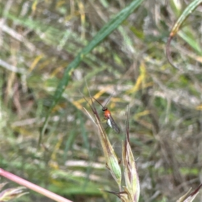 Braconidae (family) (Unidentified braconid wasp) at Cook, ACT - 19 Nov 2024 by Jubeyjubes