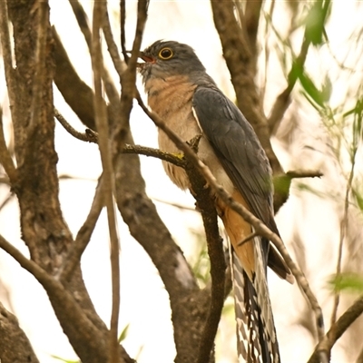 Cacomantis flabelliformis (Fan-tailed Cuckoo) at Acton, ACT - 19 Nov 2024 by Thurstan