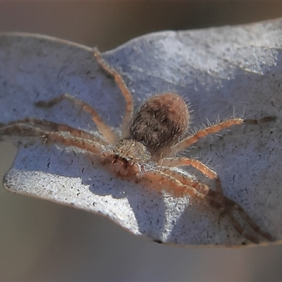 Isopedella pessleri (A huntsman spider) at Higgins, ACT - 18 Nov 2024 by MichaelWenke