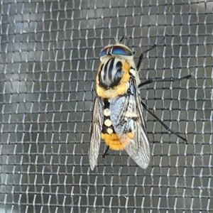 Scaptia (Scaptia) auriflua at Gundaroo, NSW - 19 Nov 2024 04:39 PM