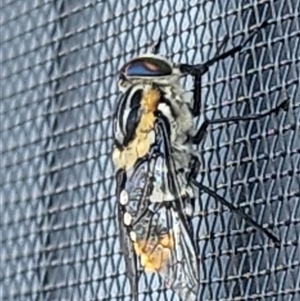 Scaptia (Scaptia) auriflua at Gundaroo, NSW - 19 Nov 2024