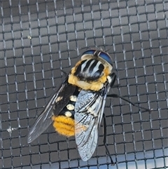 Scaptia (Scaptia) auriflua at Gundaroo, NSW - 19 Nov 2024 04:39 PM