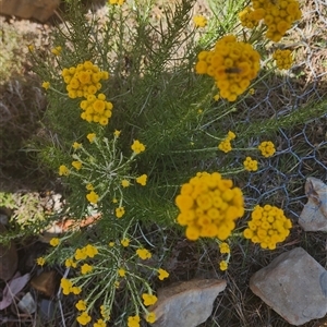 Chrysocephalum semipapposum at Gundaroo, NSW - 19 Nov 2024