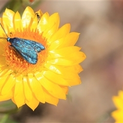 Pollanisus (genus) (A Forester Moth) at Denman Prospect, ACT - 16 Nov 2024 by Jennybach