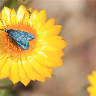 Pollanisus (genus) (A Forester Moth) at Denman Prospect, ACT - 16 Nov 2024 by Jennybach