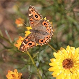 Junonia villida (Meadow Argus) at Denman Prospect, ACT by Jennybach