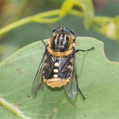 Scaptia (Scaptia) auriflua (A flower-feeding march fly) at Bungonia, NSW - 17 Nov 2024 by AlisonMilton