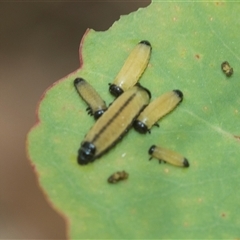 Paropsisterna cloelia (Eucalyptus variegated beetle) at Bungonia, NSW - 17 Nov 2024 by AlisonMilton