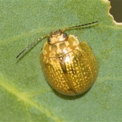 Paropsisterna cloelia (Eucalyptus variegated beetle) at Bungonia, NSW - 17 Nov 2024 by AlisonMilton