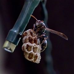 Ropalidia plebeiana (Small brown paper wasp) at Florey, ACT - 14 Nov 2024 by KorinneM
