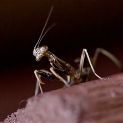 Mantidae (family) adult or nymph at Florey, ACT - 14 Nov 2024 by KorinneM