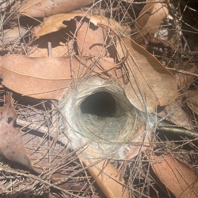 Arbanitis sp. (genus) (An armoured trapdoor spider) at Bonny Hills, NSW - 20 Nov 2024 by pls047