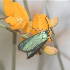 Pollanisus (genus) (A Forester Moth) at Bungonia, NSW - 17 Nov 2024 by AlisonMilton