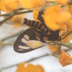 Amata (genus) at Bungonia, NSW - 17 Nov 2024 11:03 AM