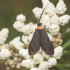 Pollanisus subdolosa or other (A Forester moth) at Bungonia, NSW - 17 Nov 2024 by AlisonMilton