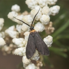 Pollanisus subdolosa or other at Bungonia, NSW - 17 Nov 2024