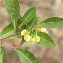 Dodonaea triquetra at Bungonia, NSW - 17 Nov 2024 11:36 AM