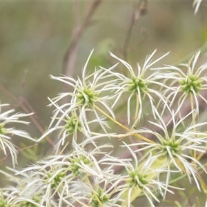 Clematis leptophylla at Bungonia, NSW - 17 Nov 2024