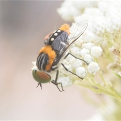 Scaptia (Scaptia) auriflua (A flower-feeding march fly) at Bungonia, NSW - 16 Nov 2024 by AlisonMilton