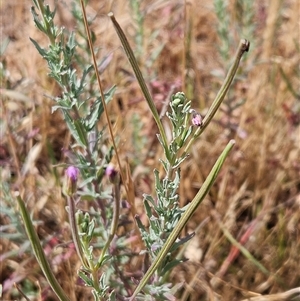 Epilobium billardiereanum subsp. cinereum at Belconnen, ACT - 19 Nov 2024 09:31 AM