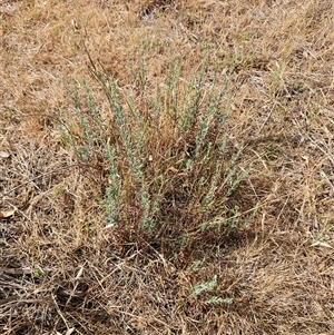 Epilobium billardiereanum subsp. cinereum at Belconnen, ACT - 19 Nov 2024