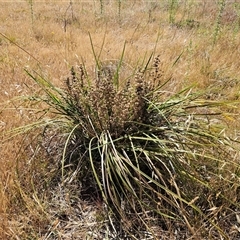 Lomandra multiflora (Many-flowered Matrush) at Whitlam, ACT - 18 Nov 2024 by sangio7