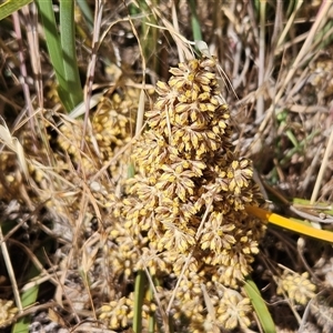 Lomandra multiflora (Many-flowered Matrush) at Whitlam, ACT by sangio7