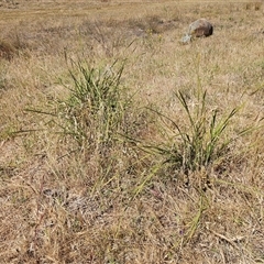 Lomandra multiflora at Whitlam, ACT - 19 Nov 2024 11:00 AM