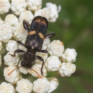 Eleale pulchra at Bungonia, NSW - 17 Nov 2024